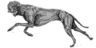 Greyhound